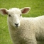 Yorkshire sheep